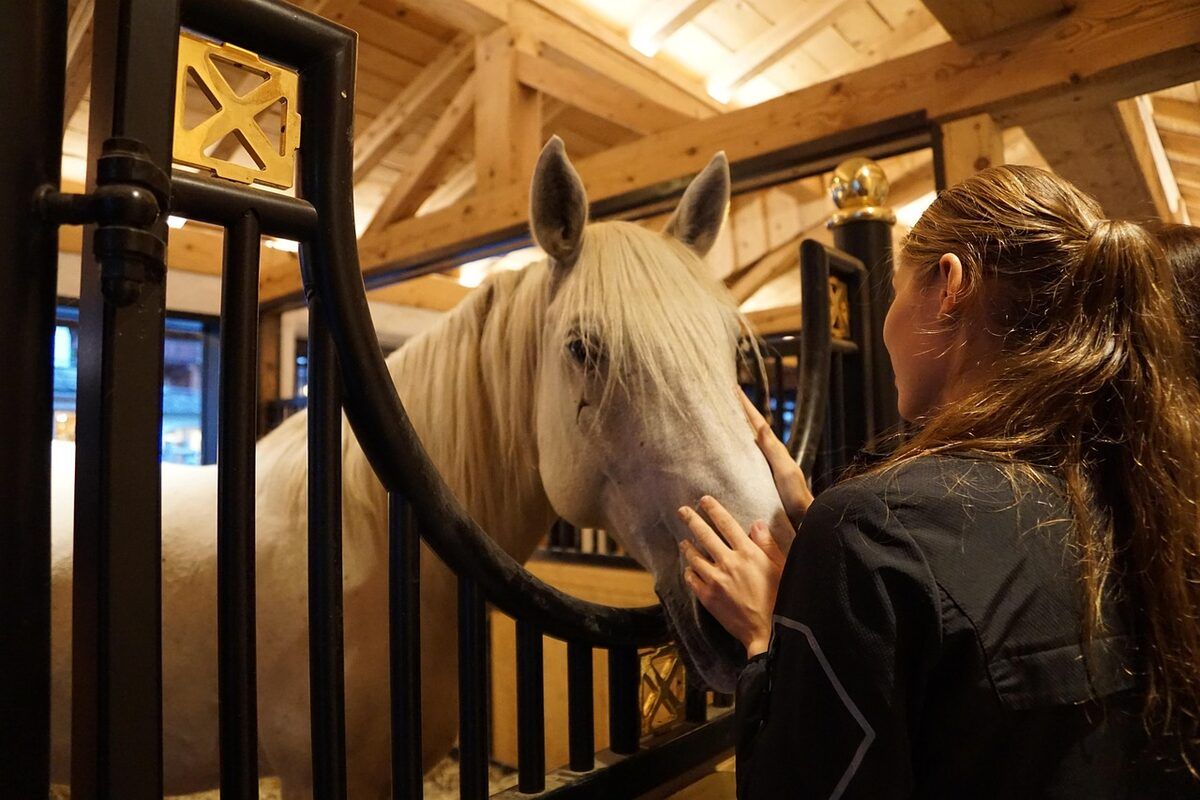 Lipica Horses